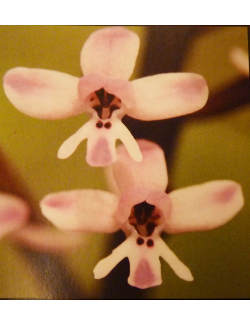 orchidee-monte-pellegrino-1
